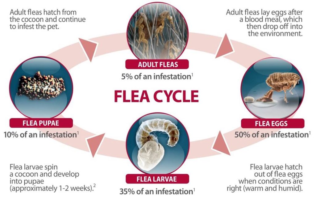 Ciclo de vida de la pulga